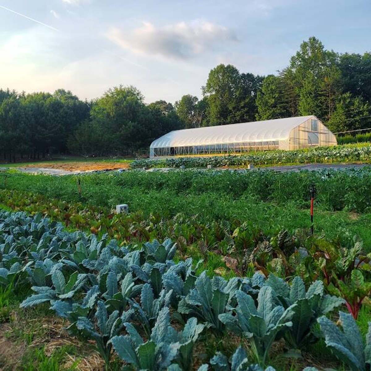 Vegetable field with a greenhouse in the background