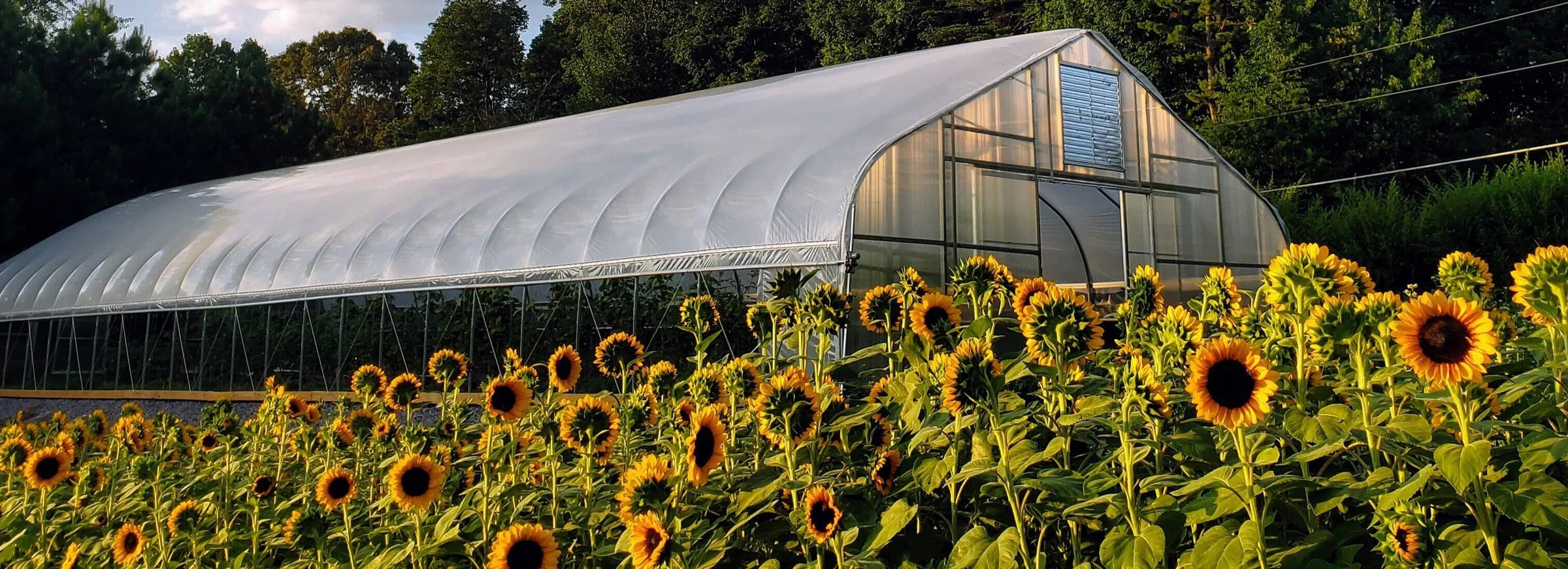 Greenhouse with sunflowers in a field