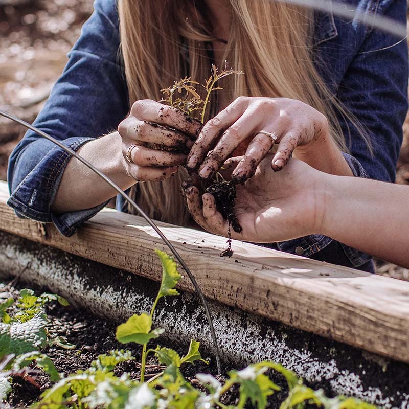hands planting a transplant into a raised garden bed