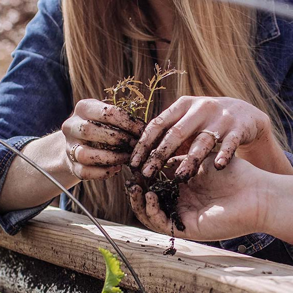 hands planting a transplant into a raised garden bed