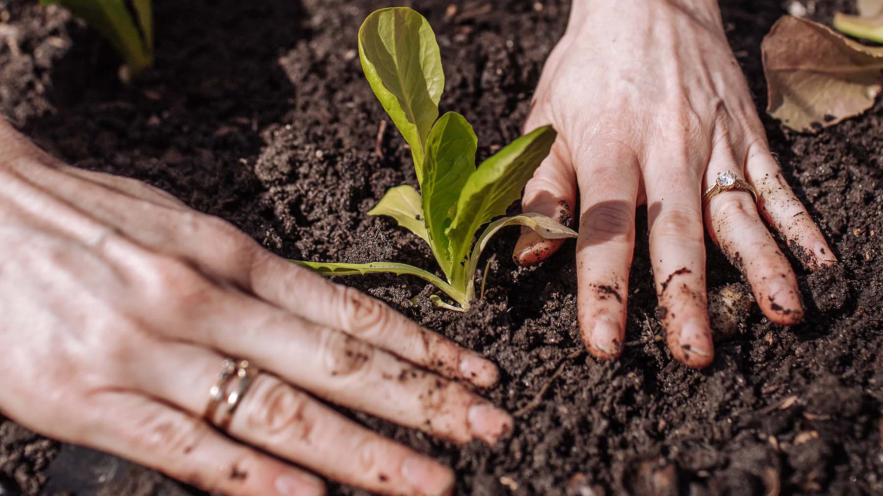 Hands with soil on them holding a small plant above soil