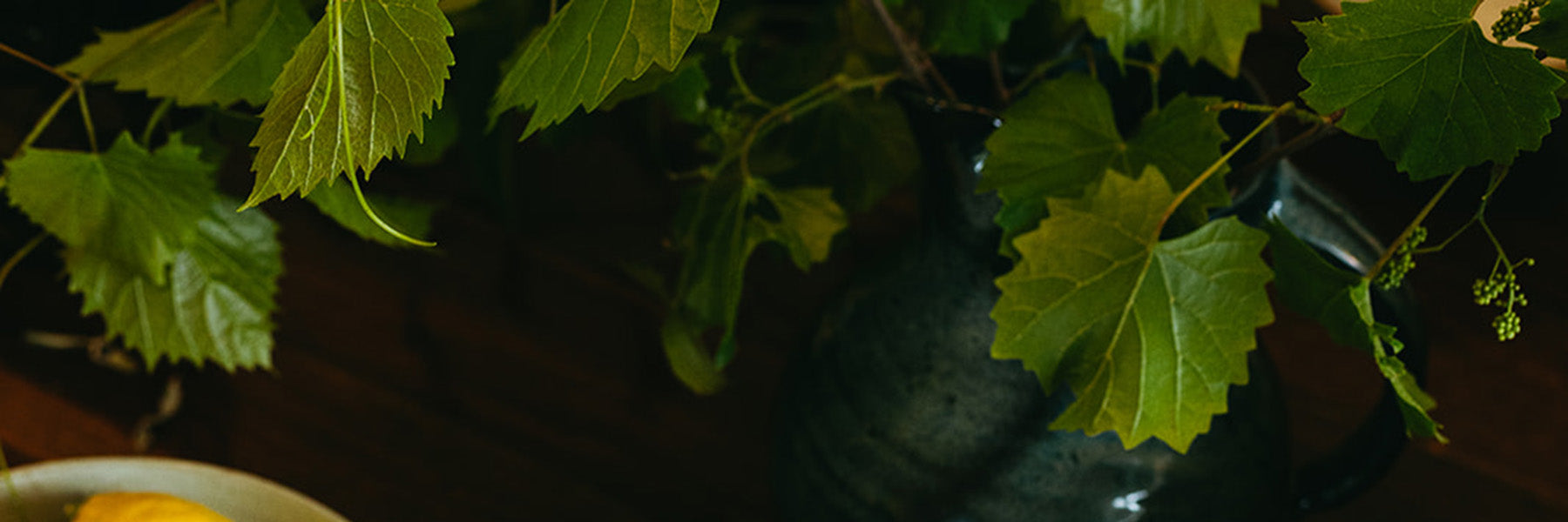 Close-up of green leaves with a dark background