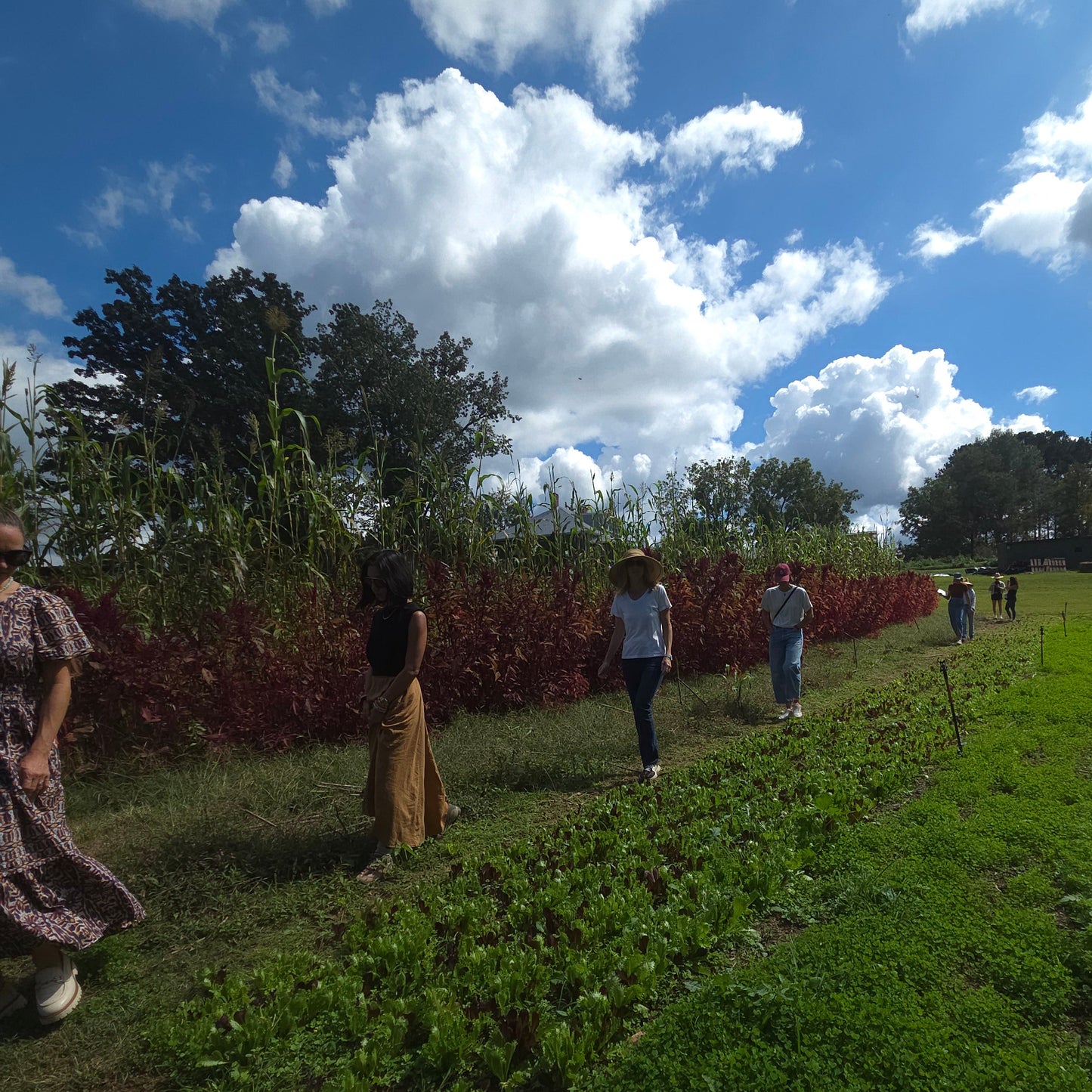 Nourish Your Gut Naturally: Saturday November 7th '26