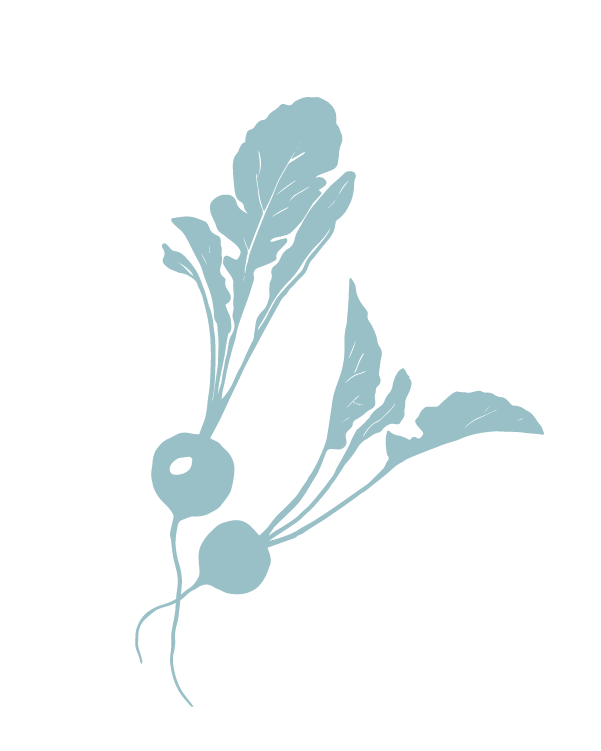 Light blue silhouette of two radishes on a transparent background