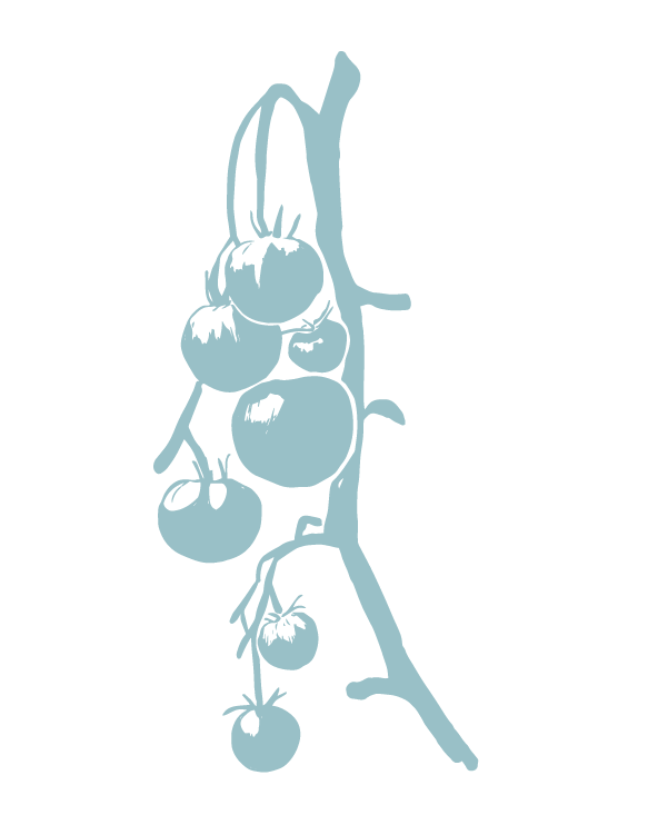 Silhouette of a branch with tomatoes on a transparent background