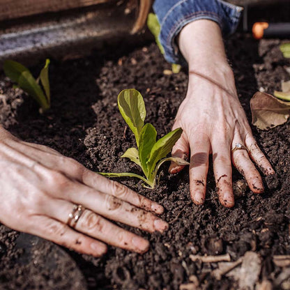 hands planting lettuce into soil