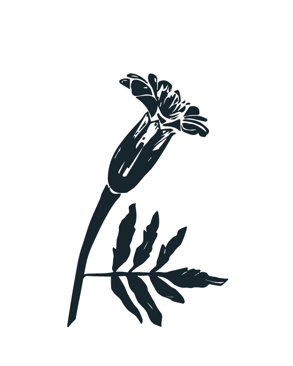 Companion Planting Guide