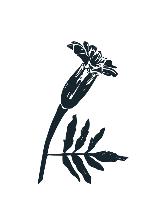 Companion Planting Guide