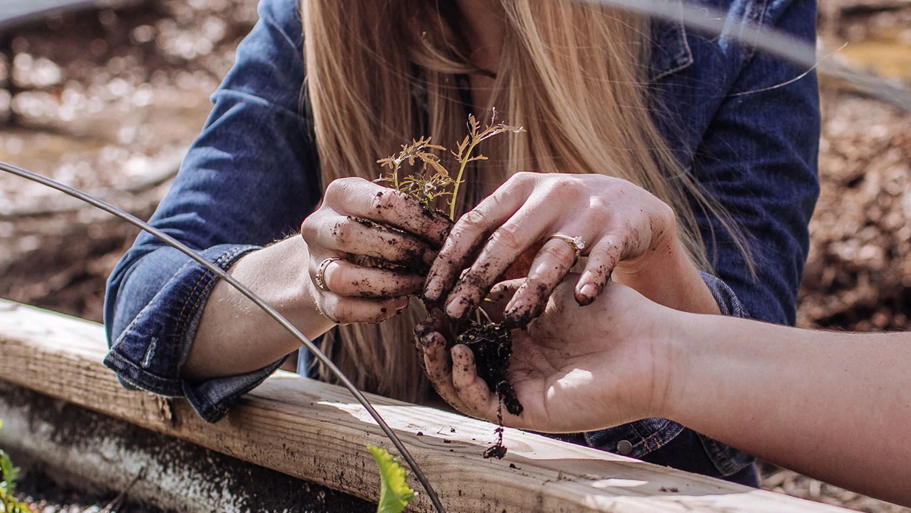 Two pairs of hands holding a small plant in a garden setting