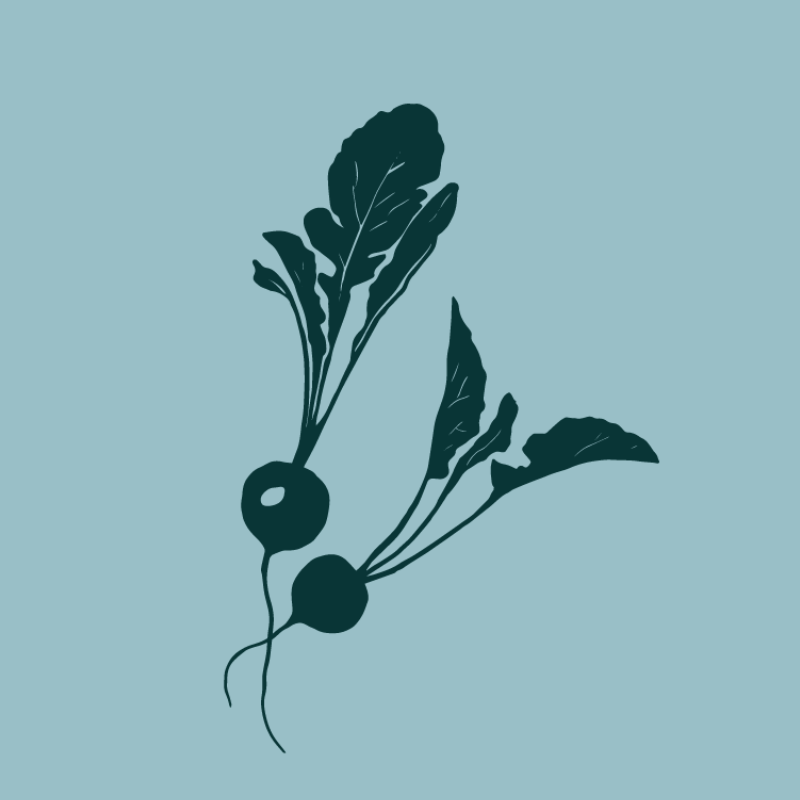Illustration of a radish on a light blue background